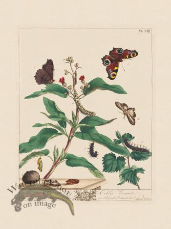 Moses Harris Insects 08